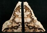 Oregon Petrified Wood Bookends - Ash #5051-1